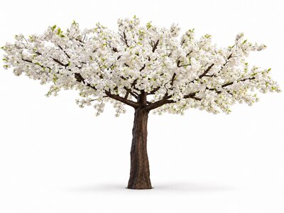 Full front view of a white cherry blossom tree on a plain background, showing its broad blossom canopy and dark branches